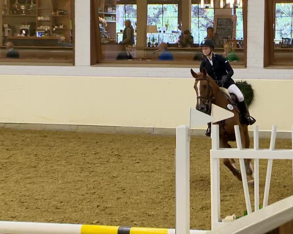 broodmare Babiche Vh Gehucht Z (Belgian Warmblood, 2009, from Baloubet du Rouet)