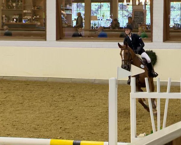 Zuchtstute Babiche Vh Gehucht Z (Belgisches Warmblut, 2009, von Baloubet du Rouet)