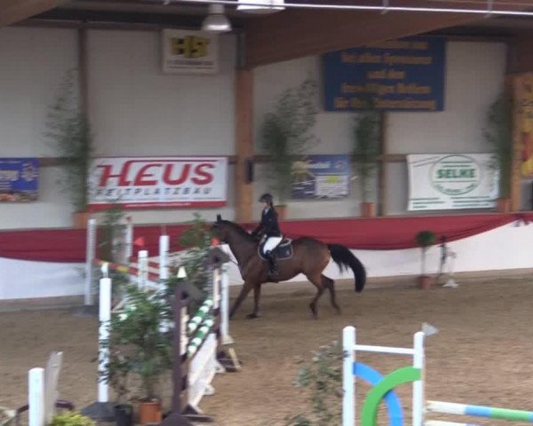 Springpferd Cardolina (Rheinländer, 2009, von Contago)