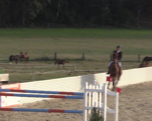 Reitturnier Bad Schmiedeberg 2020