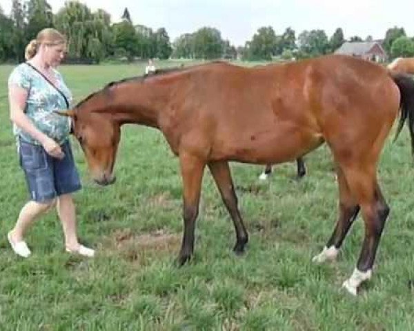 jumper Emy (KWPN (Royal Dutch Sporthorse), 2009, from Numero Uno)