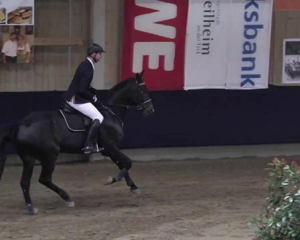 jumper Chardonnay 90 (Hanoverian, 2010, from Clinton I)