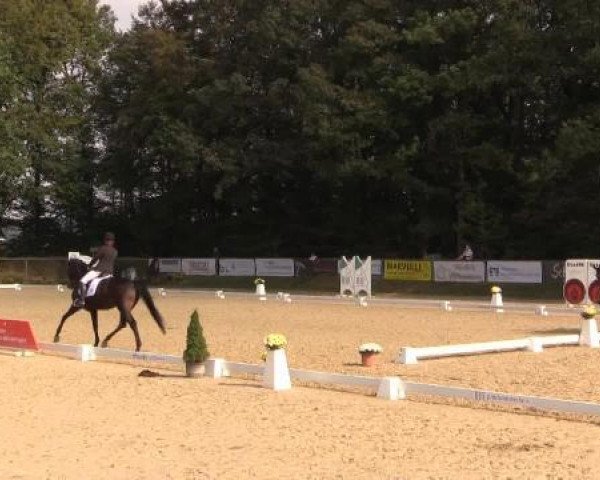 dressage horse Ampere's Allegra (Westphalian, 2010, from Ampère)