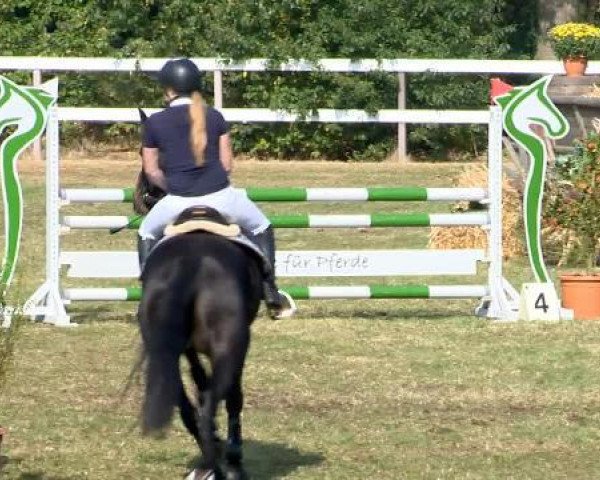 Springpferd Comeback 32 (Oldenburger Springpferd, 2009, von Corlensky G)