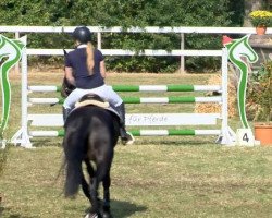 Springpferd Comeback 32 (Oldenburger Springpferd, 2009, von Corlensky G)