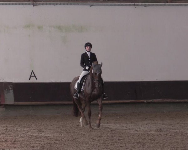 Reitturnier Albersloh 2020