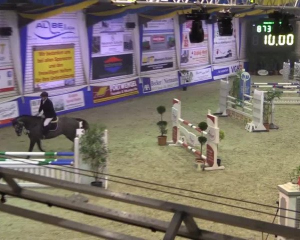 jumper Status One (Hanoverian, 2010, from Status Quo)