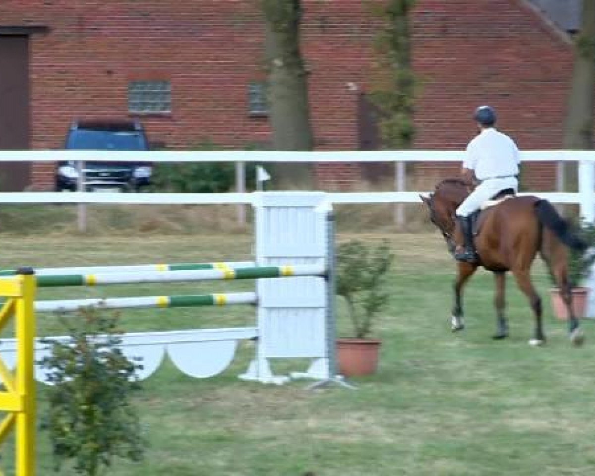 Caballo de salto Cay One (Westfaliano, 2010, de Can Do L)