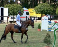 jumper Leentje 2 (Oldenburg show jumper, 2009, from Cassini II)