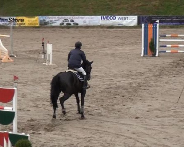 Springpferd Annabelle 125 (Westfale, 2008, von Collin L)