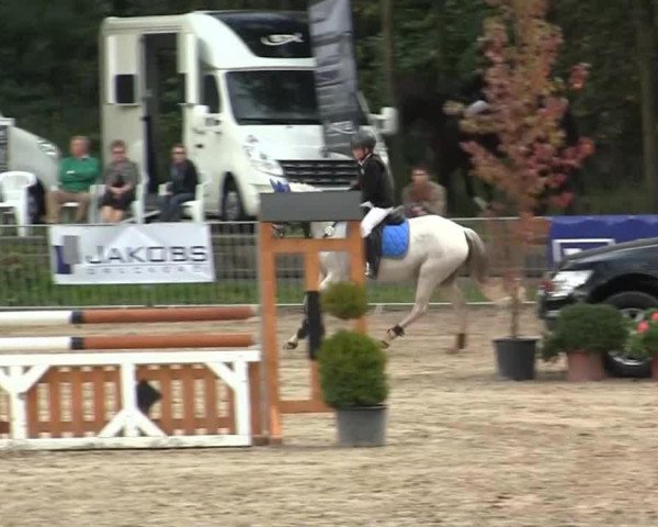 jumper Dr. Dolittle SK (German Riding Pony, 2002, from Golden Dancer)