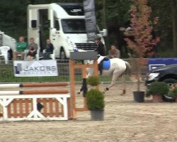 Cavallo da salto Dr. Dolittle SK (Pony da Sella Tedesco, 2002, di Golden Dancer)
