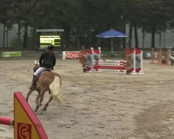Springpferd Andalusio - L (Haflinger, 2005, von Antinor)