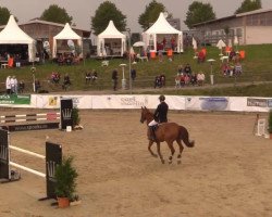 jumper Buonacquisto (Oldenburg show jumper, 2004, from Baloubet du Rouet)