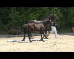 dressage horse Duplo (Hanoverian, 2014, from De Niro)