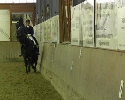 Cavallo da Dressage Sterling G (Hannoveriano, 2006, di Stedinger)