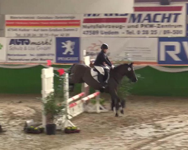 Dressurpferd Filou (Dt.Part-bred Shetland Pony, 1993, von Isarons Fernando)