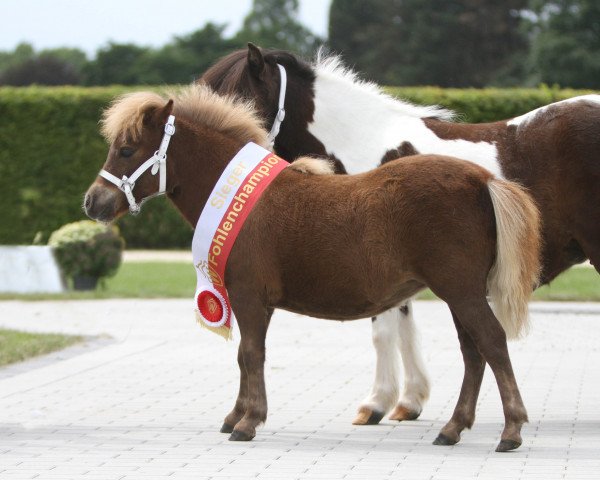broodmare Suleika vom Burgblick (Shetland pony (under 87 cm), 2021, from Eddy von der Pumpermühle)
