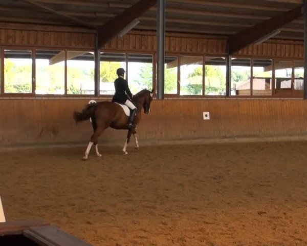 dressage horse Feedback 23 (Westphalian, 2008, from Florenciano 6)