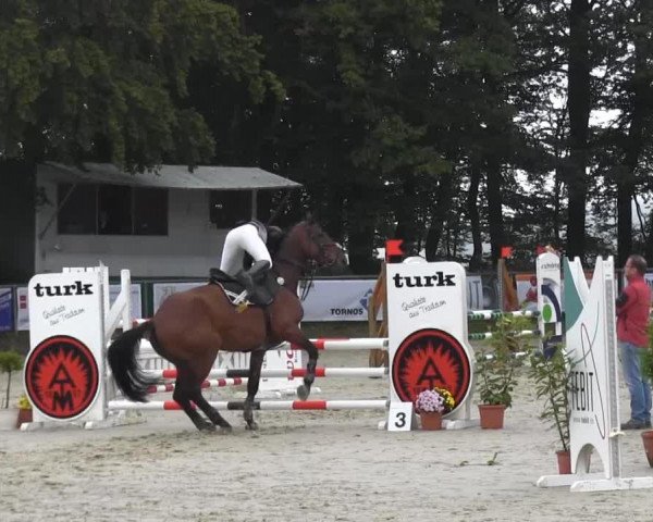 dressage horse Humano (Belgian Warmblood, 2007, from Sir Lui)