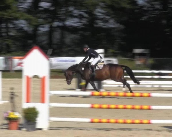 Springpferd A Little Kiss BK (Westfale, 2008, von Amantus)