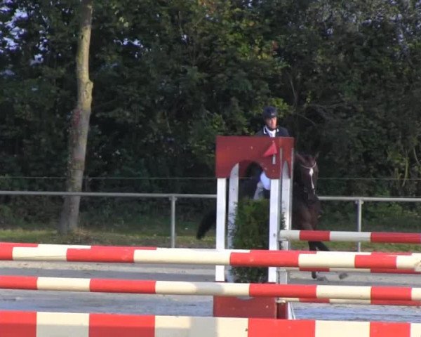 Pferd Flic Flac 65 (Westfale, 2010, von For Contest)
