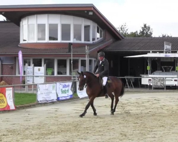 Pferd Valentin 127 (Westfale, 2009, von Verdi)