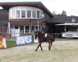 horse Valentin 127 (Westphalian, 2009, from Verdi)