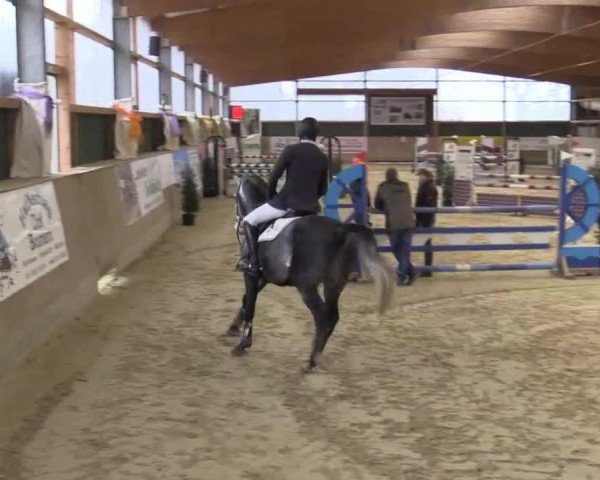 stallion Casimir 158 (Holsteiner, 2010, from Casall Ask)