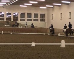 Cavallo da Dressage Kardinal 54 (sconosciuto, 1996)
