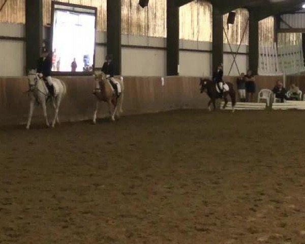 dressage horse Thunderbird (unknown, 1997, from Friars Freelance)