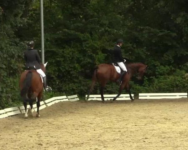 dressage horse Caipirinha 58 (Westphalian, 2001, from Collin L)