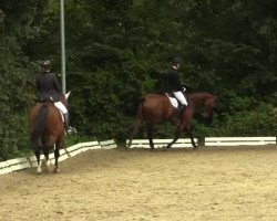 dressage horse Caipirinha 58 (Westphalian, 2001, from Collin L)