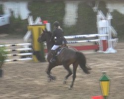 jumper Candyman 134 (Hanoverian, 2009, from Canstakko)