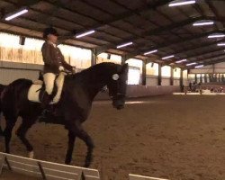 dressage horse Luke 127 (Rhinelander, 2009, from Lord Loxley I)