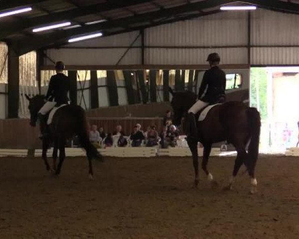 dressage horse Fidane K. (Hanoverian, 2008, from Fidertanz)