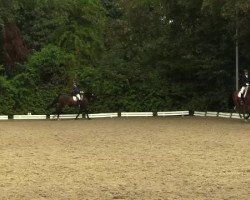 dressage horse Strahlemann 15 (Oldenburg, 2010)