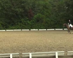 dressage horse Phillippa May (Westphalian, 2010, from Piko's Son)