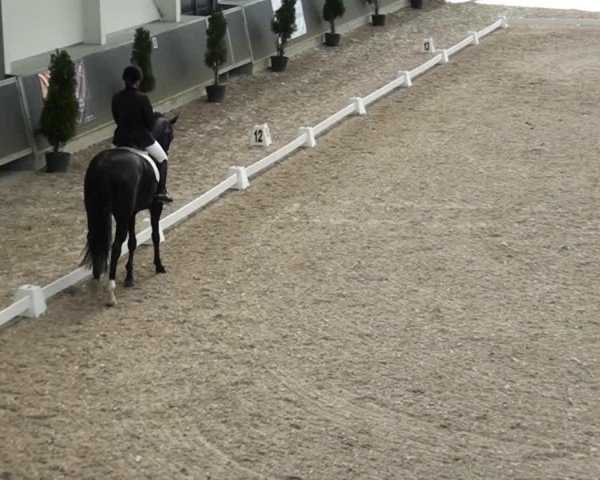 broodmare Sile (KWPN (Royal Dutch Sporthorse), 2008, from Sorento OLD)