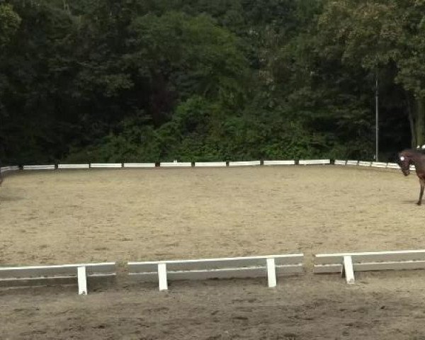 jumper PSW Prestige (German Riding Pony, 2008, from PSW Pitu)