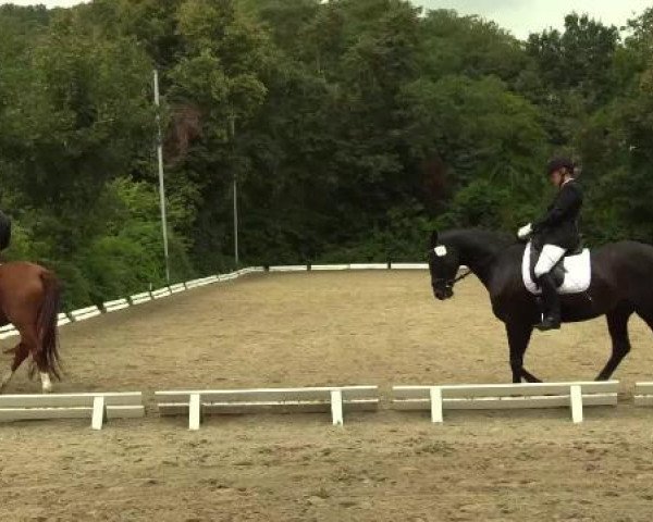 horse Smartie HEK (Rhinelander, 2009, from Schumacher)