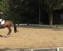 dressage horse Rhodesia 4 (Lewitzer, 2007, from n.N.)