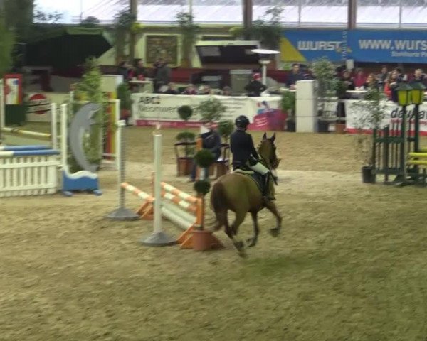 Springpferd Nolita Lace (Deutsches Reitpony, 2009, von Heidbergs Nancho Nova)