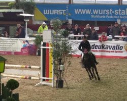 broodmare Nanny (German Riding Pony, 1999)