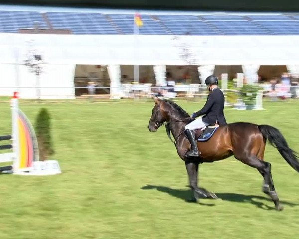 dressage horse Latiman (Holsteiner, 2010, from Lavall I)