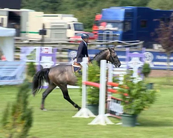 stallion Fantasy 101 (KWPN (Royal Dutch Sporthorse), 2010, from Up To Date)