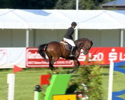 broodmare Codina Z (Zangersheide riding horse, 2008, from Chellys Z)