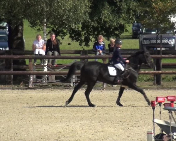 Reitturnier Kirchhellen/Stall Dieckmann 2020