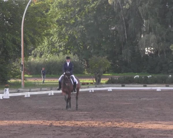 Reitturnier Dallgow 2020