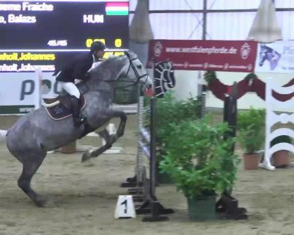 jumper Creme Fraiche (Oldenburg show jumper, 2003, from Come On)